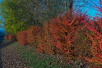 Berberis wilsoniae hedge - fall colour - autumn