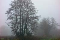 Alnus glutinosa - Alder trees on a misty winter day