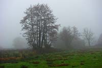 Alnus glutinosa - Alder trees on a misty winter day