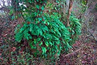 Common Polypody - Polypodium vulgare Evergreen. A low growing fern