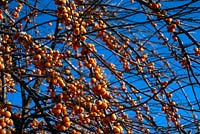 Hippophae rhamnoides - Sea Buckthorn in winter with a blue sky