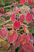 Frost delineates the leaves of an Epimedium