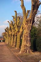 Heavily pollarded Plane trees Platanus x acerifolia - Wellington Park, Somerset, UK
