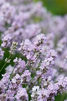 Lavandula angustifolia 'Little Lottie' - Lavender
