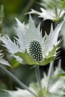 Eryngium giganteum 'Silver Ghost' - Sea Holly