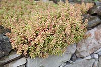 Sedum growing on top of a drystone wall - stonecrop