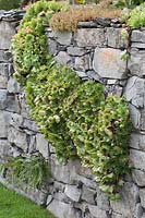 Sempervivum tectorum and Sedum growing on drystone wall - houseleek
