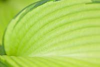 Hosta 'June Fever' ( Tardiana Group ) leaf detail
