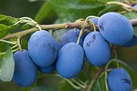 Prunus domestica 'Westmorland Prune' - Damson