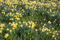 Historical Narcissi naturalised in grass with Fritillaria meleagris at Great Dixter. Mandatory credit Jo Whitworth