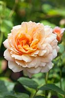 Rosa Grace 'Auskeppy' Rose