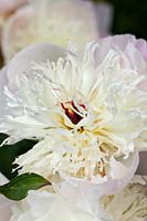 White Paeonia flower - Peony