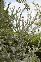 Onopordum acanthium - Scotch Thistle