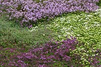 Lawn of mixed Thyme varieties including Thymus serpyllum 'Snowdrift' and Thymus pseudolanuginosus - Thyme carpet