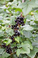 Ribes nigrum - Ripe Blackcurrants on the bush
