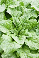 Celtuce salad leaf plant vegetable