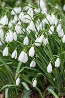 Galanthus 'Magnet' - Snowdrops