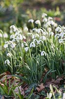 Galanthus 'Flore Pleno' - Snowdrops