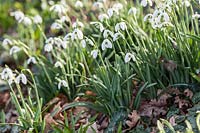 Galanthus 'Flore Pleno' - - Snowdrops