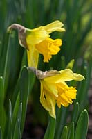 Narcissus 'Rijnveld's Early Sensation' - Daffodils