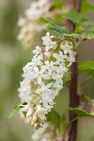 Ribes sanguineum 'Ubric' White Icicle ( AGM ). Flowering currant