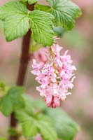 Ribes sanguineum 'Poky's Pink' - flowering currant