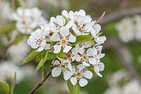 Pear blossom 'Louise Bonne of Jersey' ( AGM )