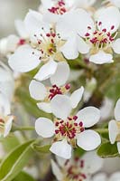 Pyrus communis - Pear 'Black Worcester' in blossom - a culinary Pear
