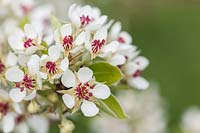 Pyrus communis - Pear 'Black Worcester' in blossom - a culinary Pear