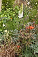 Planting combination of Euphorbia 'Dixter', Thalictrum 'Anne', Carex 'Bronze Form', Aquilegia 'Kristall', Eremurus 'Cleopatra'.