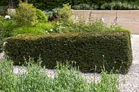 A wedge shaped hedge of Taxus baccata ( Yew ). RHS Chelsea Flower Show. The Laurent-Perrier Garden. Designer : Ulf Nordfjell