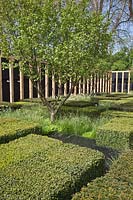 Low hedges of Taxus baccata - Yew - with grasses, Corylus avellana - Hazel. The Telegraph Garden, RHS Chelsea Flower Show