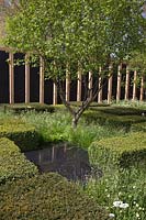 Low hedges of Taxus baccata - Yew with grasses, Paeonia, Corylus avellana - Hazel The Telegraph Garden, RHS Chelsea Flower Show