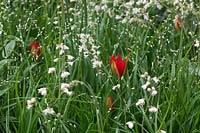 Planting combination of Tulipa sprengeri, Heuchera, Melica altissima 'Alba' Designer Christopher Bradley-Hole, RHS Chelsea Show