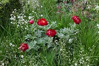 Paeonia 'Buckeye Belle', grasses and Lychnis flos-cuculi 'White Robin'. RHS Chelsea Flower Show, design by C. Bradley-Hole