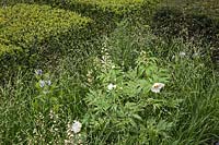 The Telegraph Garden, RHS Chelsea Flower Show. Designer: Christopher Bradley-Hole. Melica altissima 'Alba', Paeonia emodi, Yew