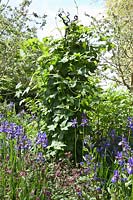 The Homebase Garden, RHS Chelsea Flower Show. Designer Adam Frost. Humulus lupulus ( Hop ), Iris sibirica, Geranium