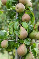 Pear 'Beurre Hardy' on tree