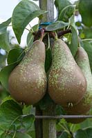 Pear 'Conference' on tree