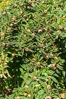 Mespilus germanica 'Bredase Reus' - Medlar fruit