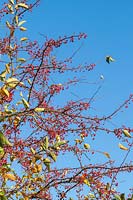 Malus toringo - Crab apple tree berries in autumn