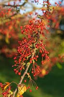 Malus toringo var. arborescens - Crab apple tree berries in autumn