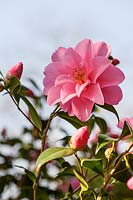 Camellia x williamsii 'Daintiness'