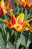 Orange Tulipa - Tulip flowering in spring