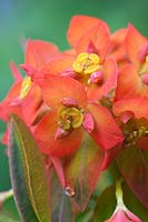 Euphorbia griffithii 'Dixter Flame' flowering in spring