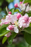 Malus domestica 'Sturmer Pippin' - Apple blossom
