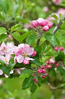 Malus domestica 'Oxford Hoard' - Apple tree in blossom