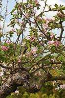 Malus domestica 'Cox's Orange Pippin' - Apple tree in blossom