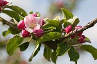 Malus domestica 'Lord Derby' - Apple tree in blossom