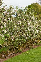 Malus domestica 'Laxton's Fortune' and 'Laxton's Exquisite' - 70 year old Cordon Apple trees in blossom